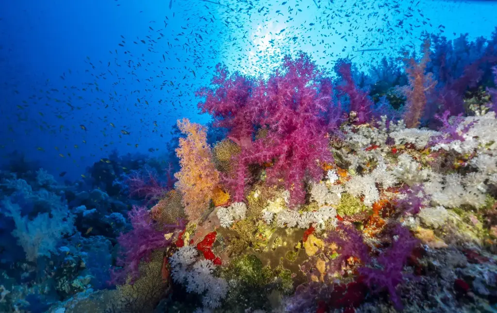 PADI Deep Diver E-Learning