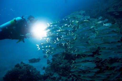 [125] PADI Night Diver