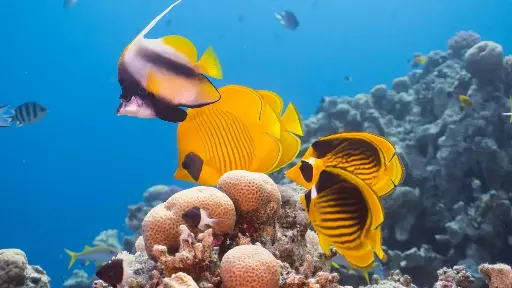 [100] PADI Discover Scuba Diving